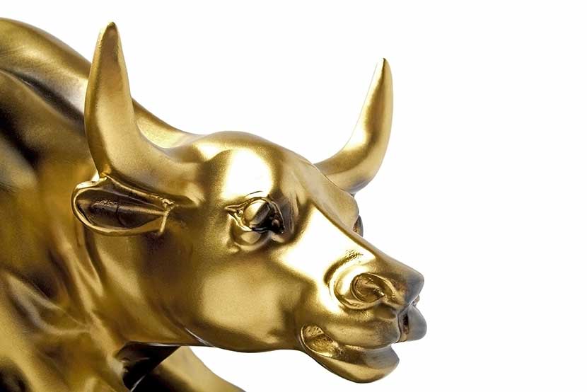 Gold bull statue with white background