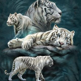 white tiger art by tami alba